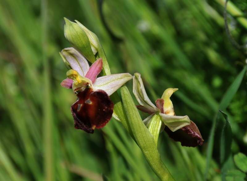 Altra orchidea da determinare